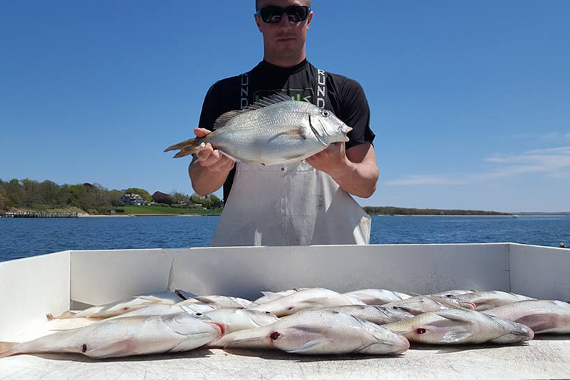 Fishing Charters Fisherman in Front of Several Scup Fish