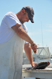 Captain Mike Cleaning Fish Caught Aboard the Flying Connie Charter Boat